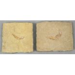 TWO FOSSILS OF SHRIMPS FROM THE SOLENHOFEN LIMESTONE IN BAVARIA,