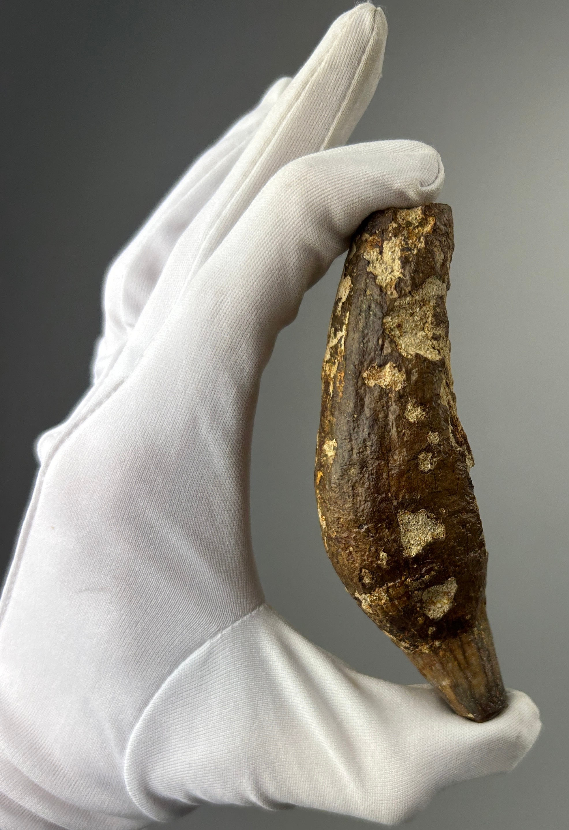 A GIGANTIC FOSSILISED PREHISTORIC CAVE BEAR TOOTH, from West Java, Indonesia. Very scarce from these