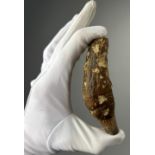A GIGANTIC FOSSILISED PREHISTORIC CAVE BEAR TOOTH, from West Java, Indonesia. Very scarce from these