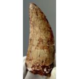 AN AFRICAN T REX TOOTH