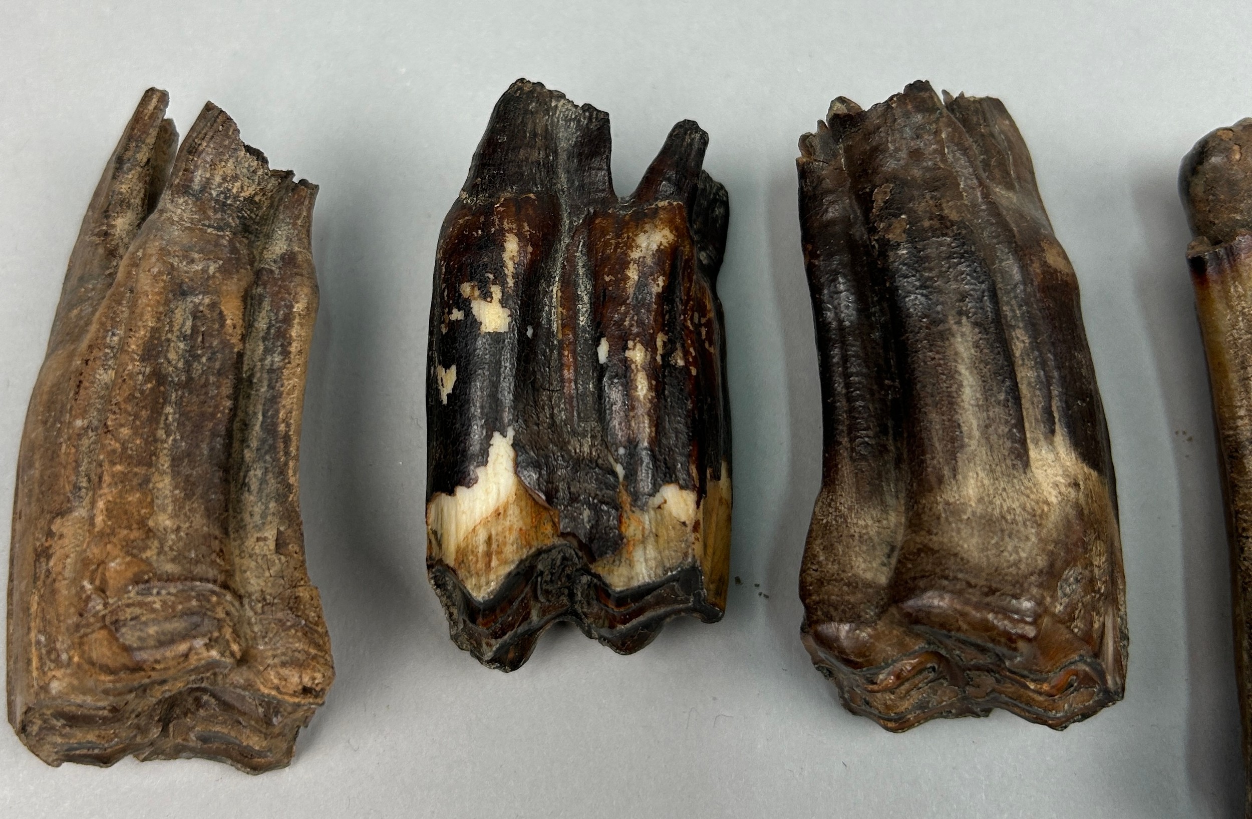 A COLLECTION OF PROBABLY BRONZE AGE PARTIALLY FOSSILISED HORSE TEETH ALONG WITH TWO HUMAN TEETH IN A - Image 5 of 5