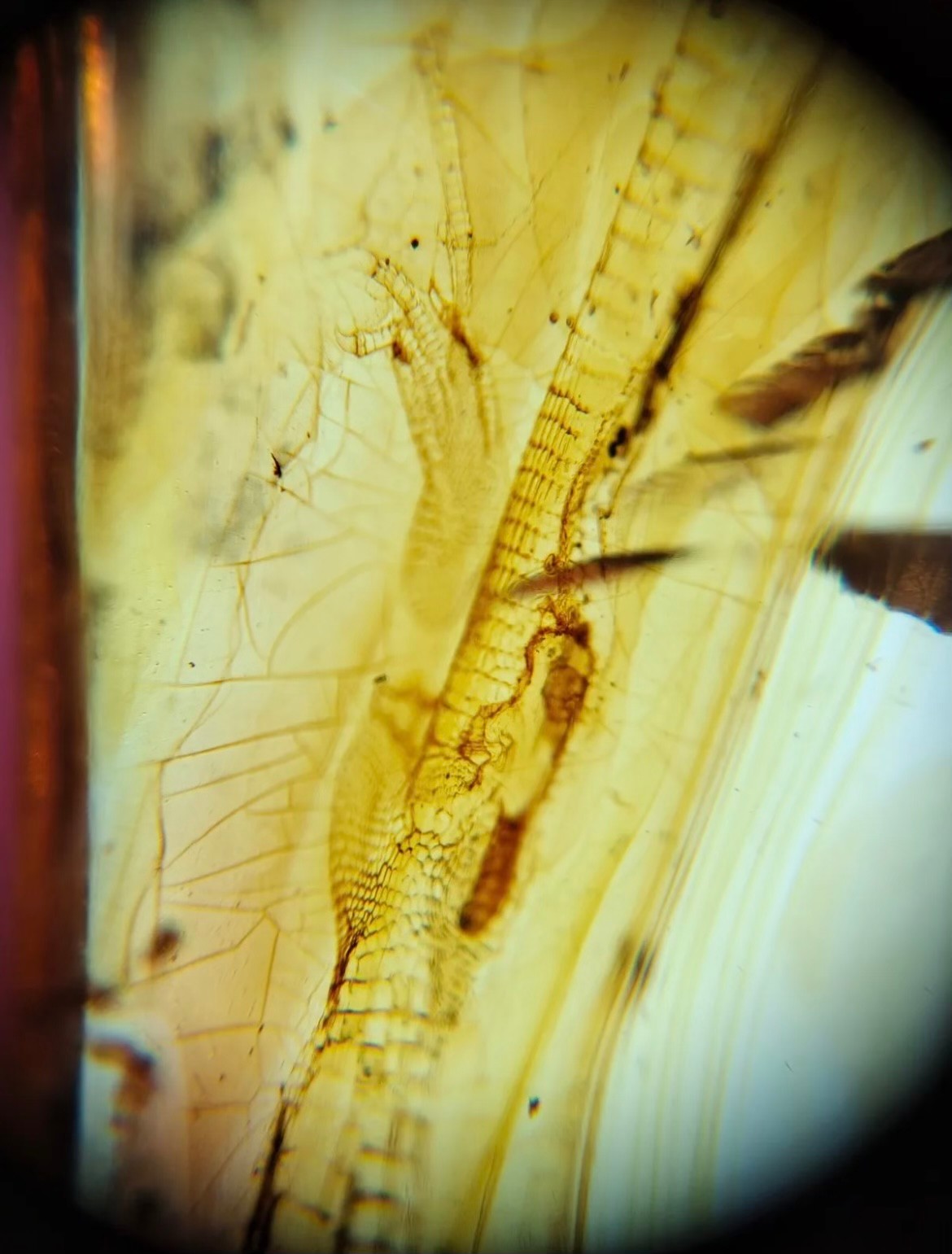 AN EXCEPTIONALLY RARE AMBER SPECIMEN INCLUDING A PARTIAL FOSSILISED LIZARD, with vivid details of - Image 4 of 7