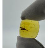 AN AMBER SPECIMEN INCLUDING A LEAFHOPPER From Chiapas, Mexico, circa 23-28 million years old.