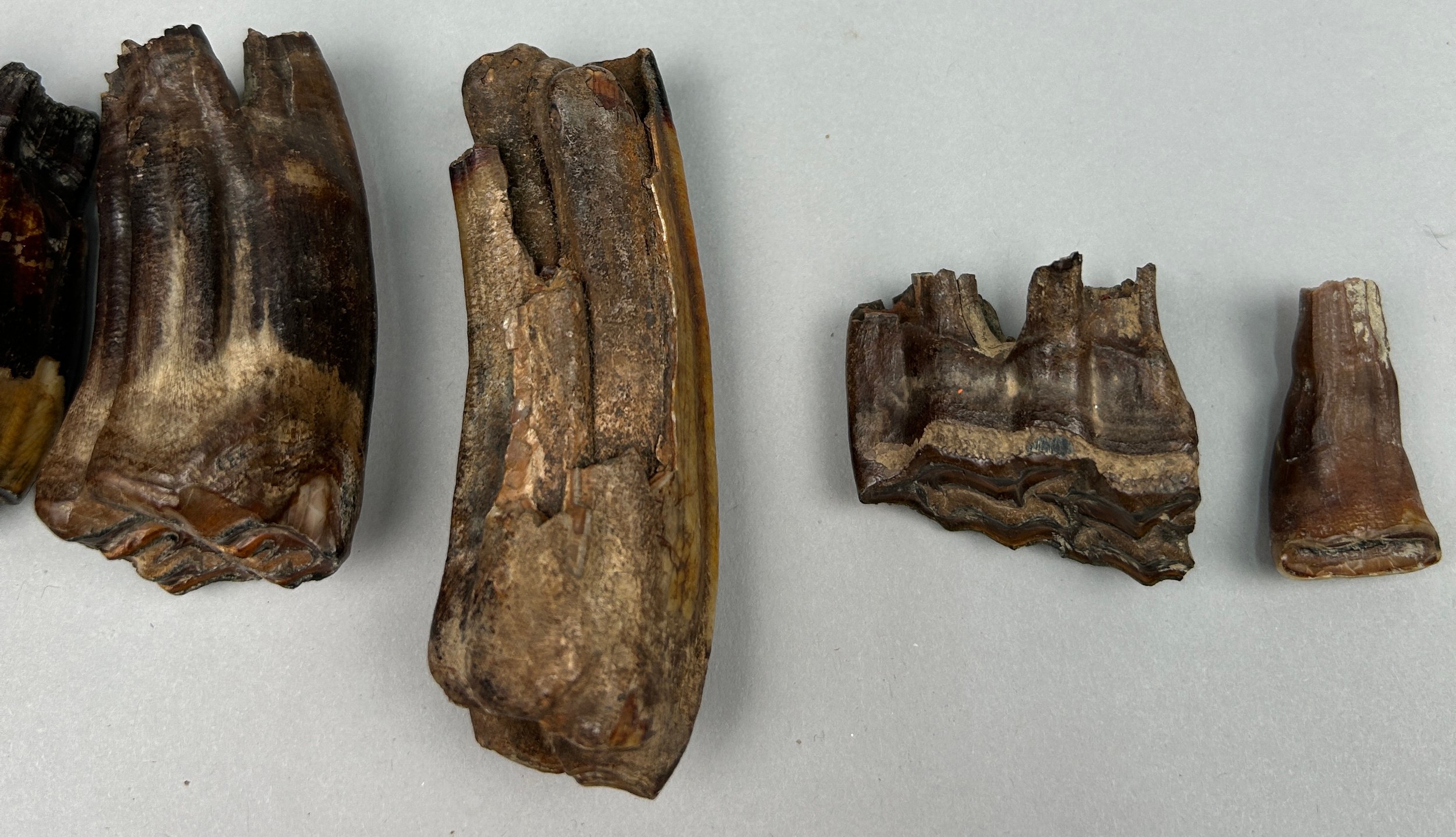 A COLLECTION OF PROBABLY BRONZE AGE PARTIALLY FOSSILISED HORSE TEETH ALONG WITH TWO HUMAN TEETH IN A - Image 4 of 5