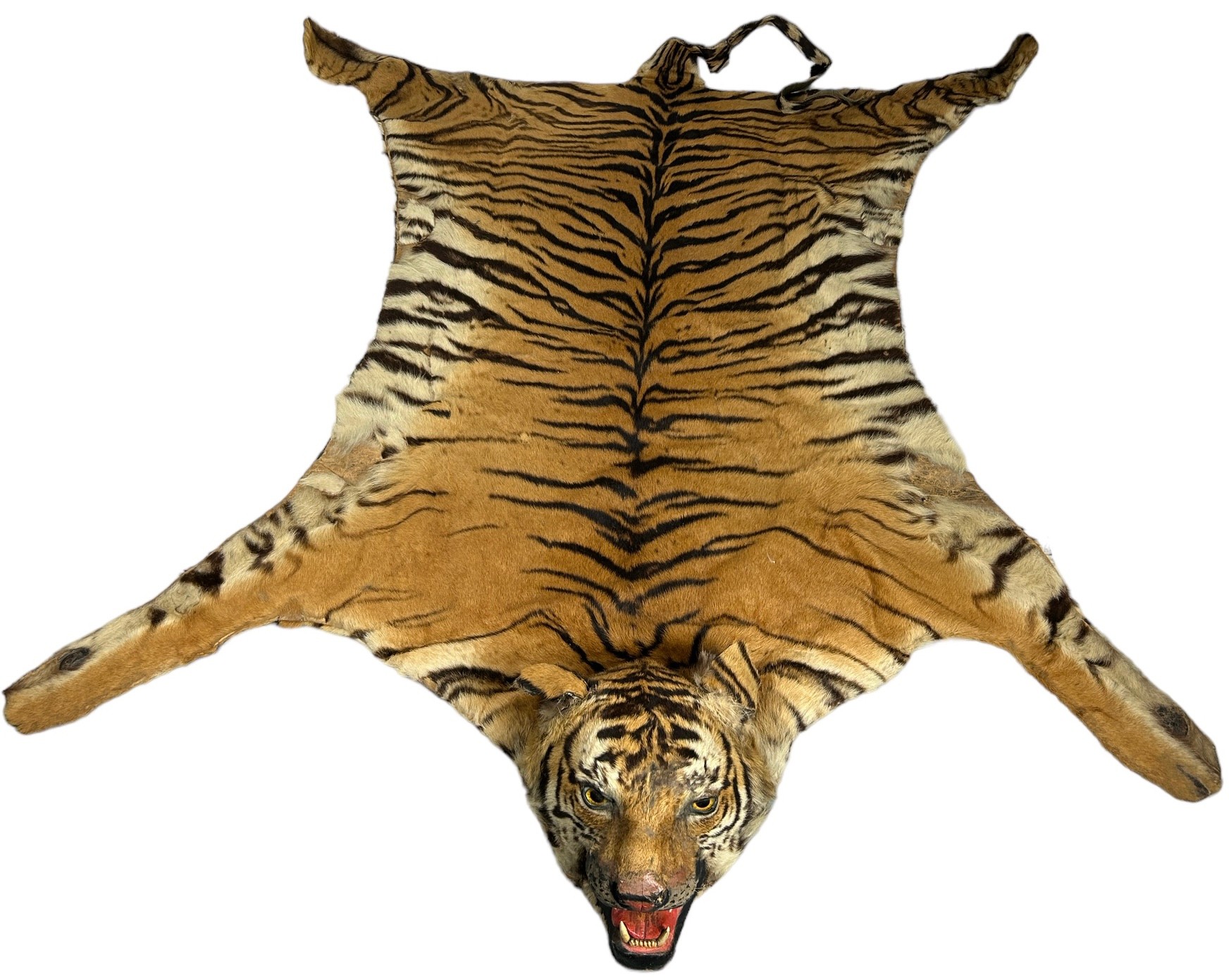 A LARGE TIGER SKIN RUG CIRCA 1930, see photo of rug beneath the family dinner table. 240cm head to
