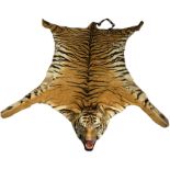 A LARGE TIGER SKIN RUG CIRCA 1930, see photo of rug beneath the family dinner table. 240cm head to