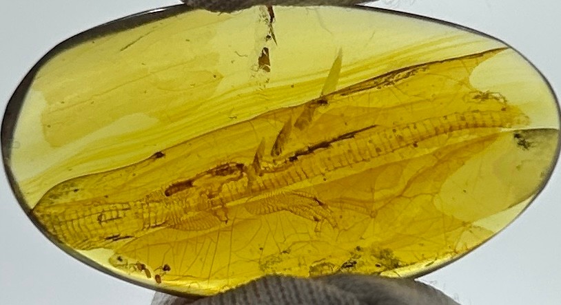 AN EXCEPTIONALLY RARE AMBER SPECIMEN INCLUDING A PARTIAL FOSSILISED LIZARD, with vivid details of - Image 3 of 7