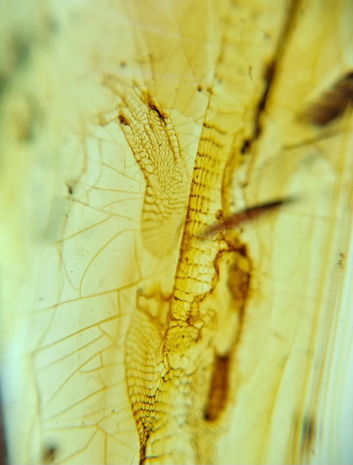 AN EXCEPTIONALLY RARE AMBER SPECIMEN INCLUDING A PARTIAL FOSSILISED LIZARD, with vivid details of - Image 7 of 7