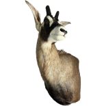 A LARGE TAXIDERMY GEMSBOK HEAD, without the horns.