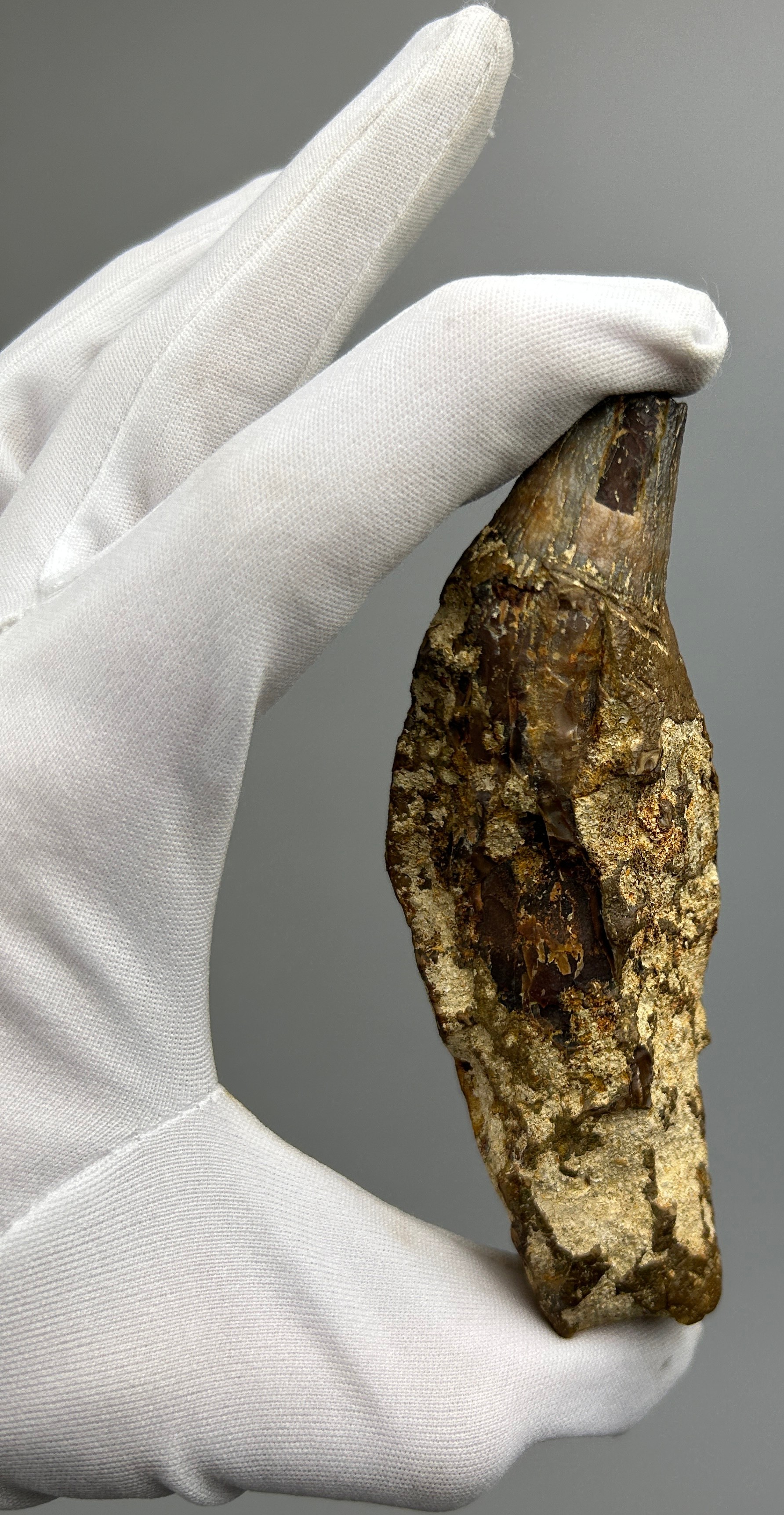 A GIGANTIC FOSSILISED PREHISTORIC CAVE BEAR TOOTH, from West Java, Indonesia. Very scarce from these - Image 2 of 5