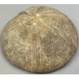 A FOSSILISED BRITISH SEA URCHIN 'POUND STONE', from Stow on the Wold, Gloucestershire. In the 18th-