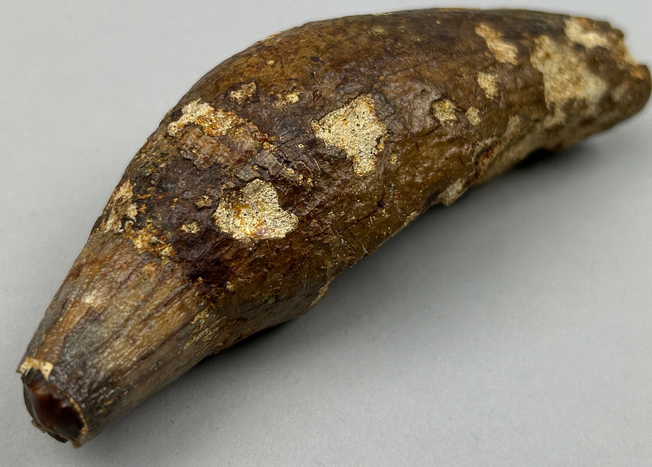 A GIGANTIC FOSSILISED PREHISTORIC CAVE BEAR TOOTH, from West Java, Indonesia. Very scarce from these - Image 4 of 5