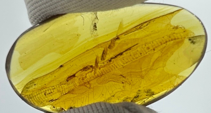 AN EXCEPTIONALLY RARE AMBER SPECIMEN INCLUDING A PARTIAL FOSSILISED LIZARD, with vivid details of - Image 2 of 7