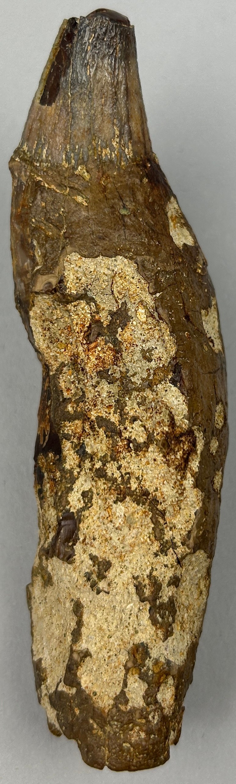 A GIGANTIC FOSSILISED PREHISTORIC CAVE BEAR TOOTH, from West Java, Indonesia. Very scarce from these - Image 3 of 5
