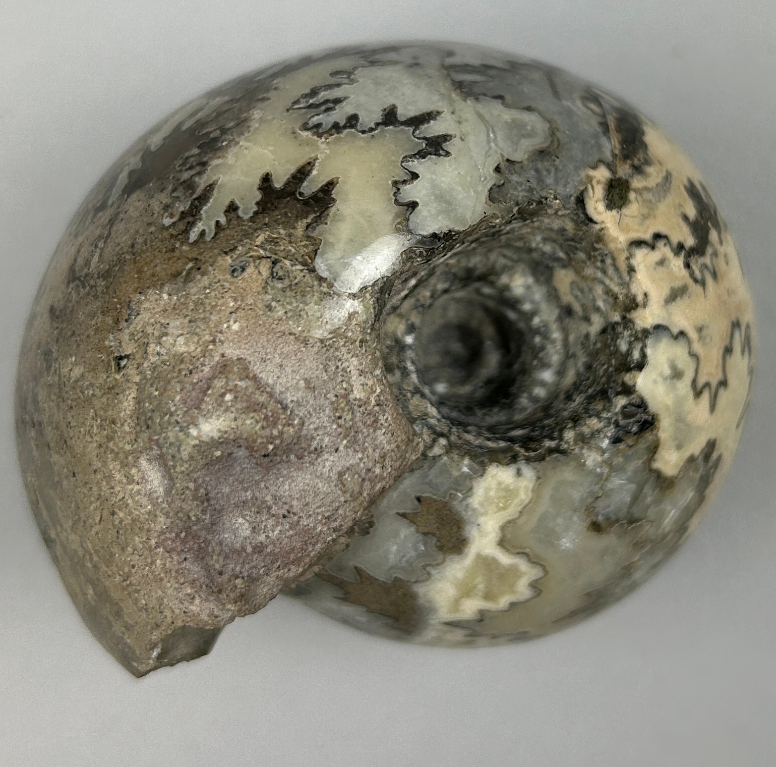 A POLISHED BRITISH AMMONITE FOSSIL FROM GLOUCESTER, polished to reveal beautiful internal glass - Image 2 of 3