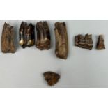A COLLECTION OF PROBABLY BRONZE AGE PARTIALLY FOSSILISED HORSE TEETH ALONG WITH TWO HUMAN TEETH IN A