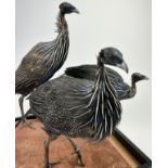 A TAXIDERMY 'CONFUSION' OF VULTURINE GUINEA-FOWLS (ACRYLLIUM VULTURINUM), diorama mounted on a stand