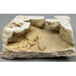 A VERY UNUSUAL TRAVERTINE FOSSILISED CRAB FROM PAMMUKALE TURKEY PLEISTOCENE CIRCA 400,000 YEARS