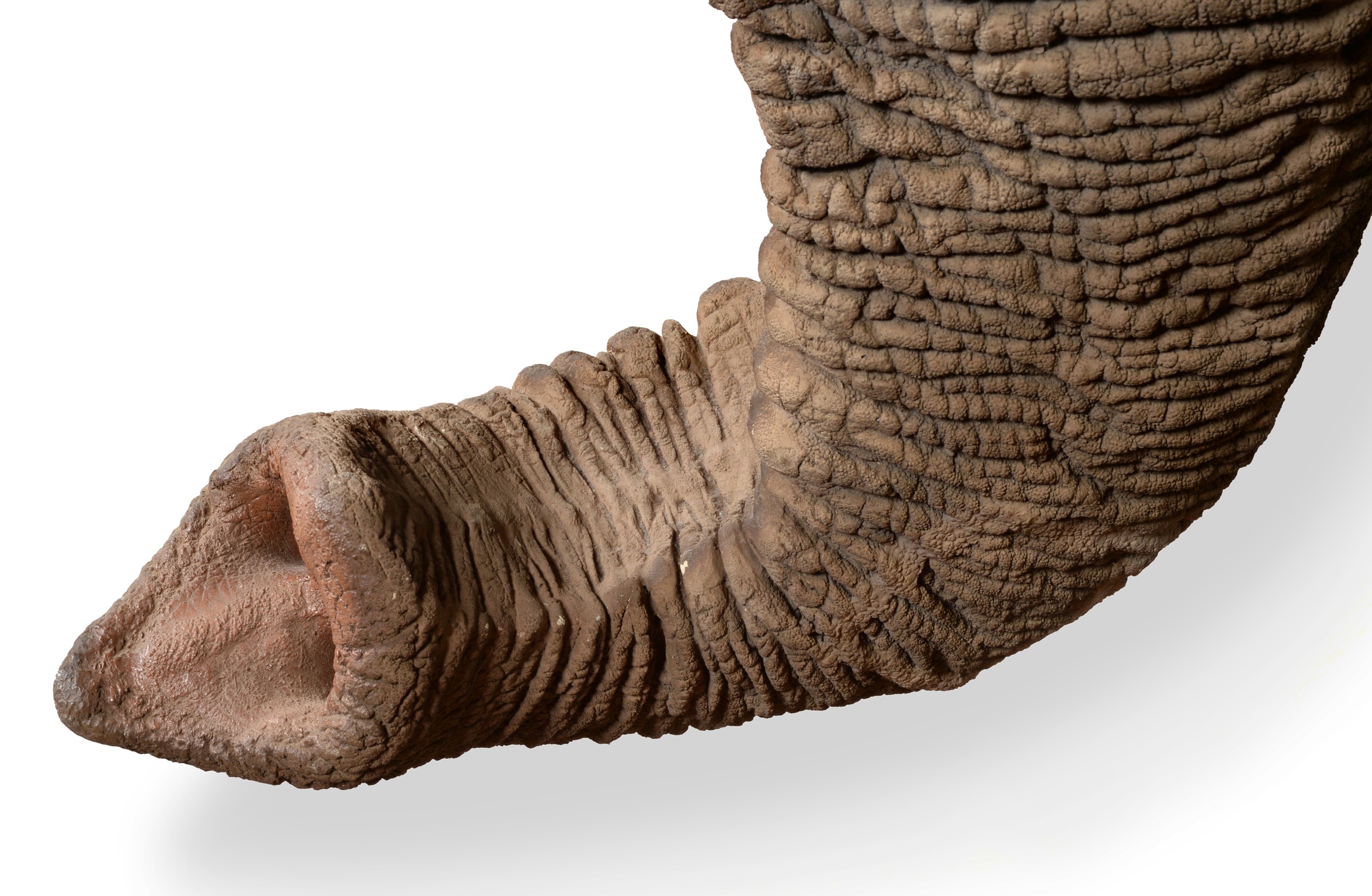 A FINE AND MAGNIFICENT MODEL OF AN AFRICAN BULL ELEPHANT HEAD, by Nico Van Rooyen, South Africa. - Image 2 of 3