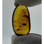 AN AMBER SPECIMEN INCLUDING A BEETLE, From Chiapas, Mexico, circa 23-28 million years old. Weight: