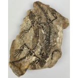 A RARE PAIR OF FOSSIL REPTILES BARASAURUS BESAIREI, 24cm x 16cm From Madagascar, Triassic to Permian