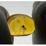 A FOSSILISED MOSQUITO IN BURMESE AMBER, From the amber mines of Kachin, Myanmar. Cretaceous circa 99