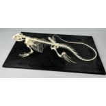 FINE ARTICULATED IGUANA SKELETON, mounted on ebonised wooden stand. Articulation by John Dunlop.