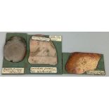 A RARE COLLECTION OF THREE FOSSIL CORALS, mounted on green card. Ex museum collection, with old