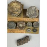 A COLLECTION OF ICHTHYOSAUR VERTEBRE FROM THE CAMBRIDGE GREENSANDS AND LYME REGIS, ex museum