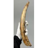 A FOSSILISED JUVENILE WOOLY MAMMOTH TUSK, Pleistocene circa 40,000 years old. Discovered in the