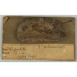 A FOSSILISED ICHTHYOSAUR COPROLITE (poo), ex museum collection