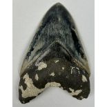 A HIGHLY UNUSUAL AND LARGE FOSSILISED BLACK MEGADOLON TOOTH, Java, Indonesia. Miocene period circa