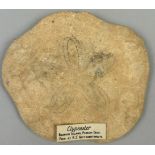 A FOSSILISED CLYPEASTER FROM BAHREIN ISLAND IN THE PERSIAN GULF, Old museum collection label '