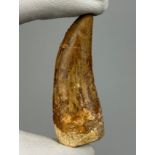 A LARGE AFRICAN T REX TOOTH (CARCHARODONTOSAURUS SAHARICUS)