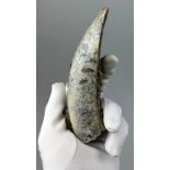 A FOSSILISED TUSK OF AN EXTINCT HIPPO, 15cm x 5cm From the Solo River, Java, Indonesia.