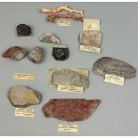 A COLLECTION OF TWELVE FOSSIL CORALS, all ex museum with old collection labels. To include specimens