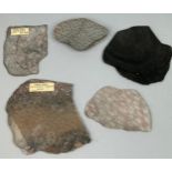 A COLLECTION OF FIVE FOSSIL CORALS,