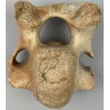 A FOSSILISED EXTINCT WOOLY RHINO VERTEBRA, 13cm x 11cm x 9cm Found in Oxfordshire, England.