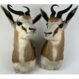 A PAIR OF TAXIDERMY SOUTH AFRICAN SPRINGBOKS SHOULDER MOUNTS(ANTIDORCAS MASRUPIALIS), Circa late