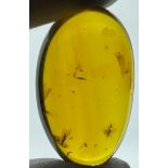 FLYING INSECTS IN PERFECTLY OVAL SHAPED AMBER, From Chiapas, Mexico. Circa 23-28 million years old.