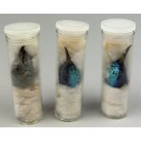 A COLLECTION OF THREE TAXIDERMY TROPICAL STUDY BIRDS HEADS IN SCIENTIFIC VIALS (3)