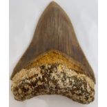 A FOSSILISED MEGALODON TOOTH, 10.5cm x 8.7cm From Java, Indonesia. Miocene circa 5-10 million