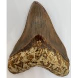 A VERY LARGE FOSSILISED MEGALODON TOOTH, 14.2cm x 10.7cm From Java, Indonesia. Miocene circa 5-10