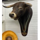 A TAXIDERMY SPANISH FIGHTING BULL'S HEAD,