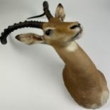 A TAXIDERMY COMMON IMPALA SHOULDER MOUNT (AEPYCEROS MELAMPUS) Circa late 20th Century