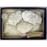 A COLLECTION OF THREE FOSSILISED CRABS (Lobacarcinus Paulino-ururtembirgensis) from the Nummulitic