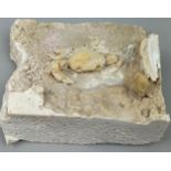 A VERY UNUSUAL TRAVERTINE FOSSILISED CRAB FROM PAMMUKALE TURKEY PLEISTOCENE CIRCA 400,000 YEARS