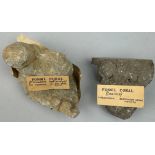 TWO FOSSIL CORALS, (Alveolites Battersbyi) from the Mid-Devonian Laira Bridge, Devon (Caninia)