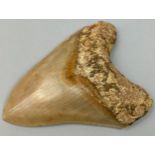 A LARGE FOSSILISED MEGALODON TOOTH, 11.5cm x 9cm Java, Indonesia. Miocene period circa 5-10million