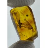 A WINGED INSECT IN AMBER, From Chiapas, Mexico. Circa 23-28 million years old.